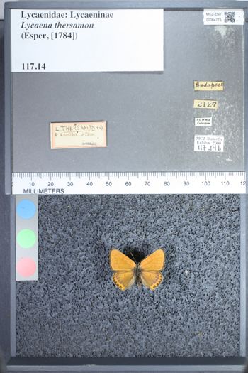 Media type: image;   Entomology 64775